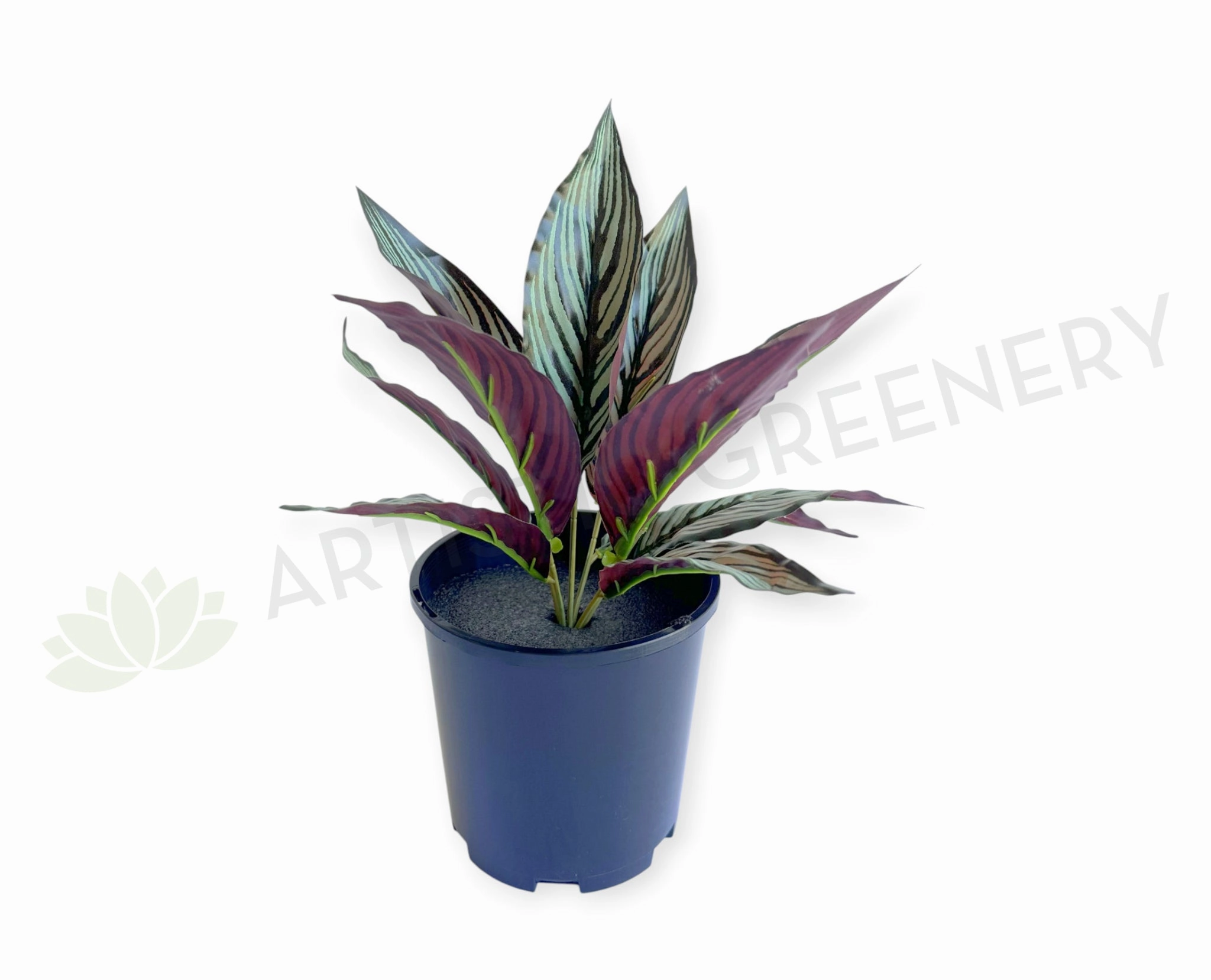 SP0472 Calathea Eleptic / Pin-stripe Calathea 30cm xl flower pot  