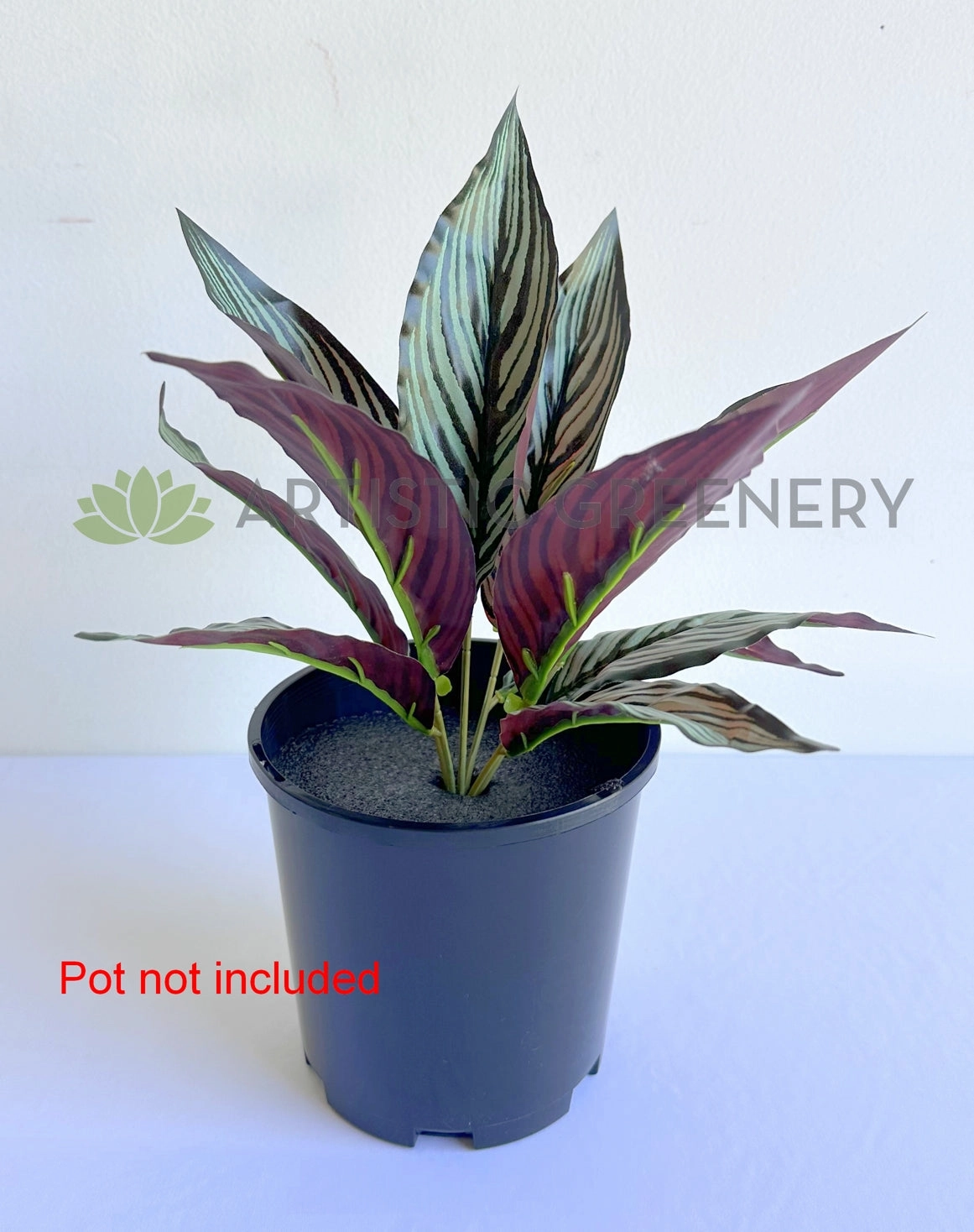 SP0472 Calathea Eleptic / Pin-stripe Calathea 30cm