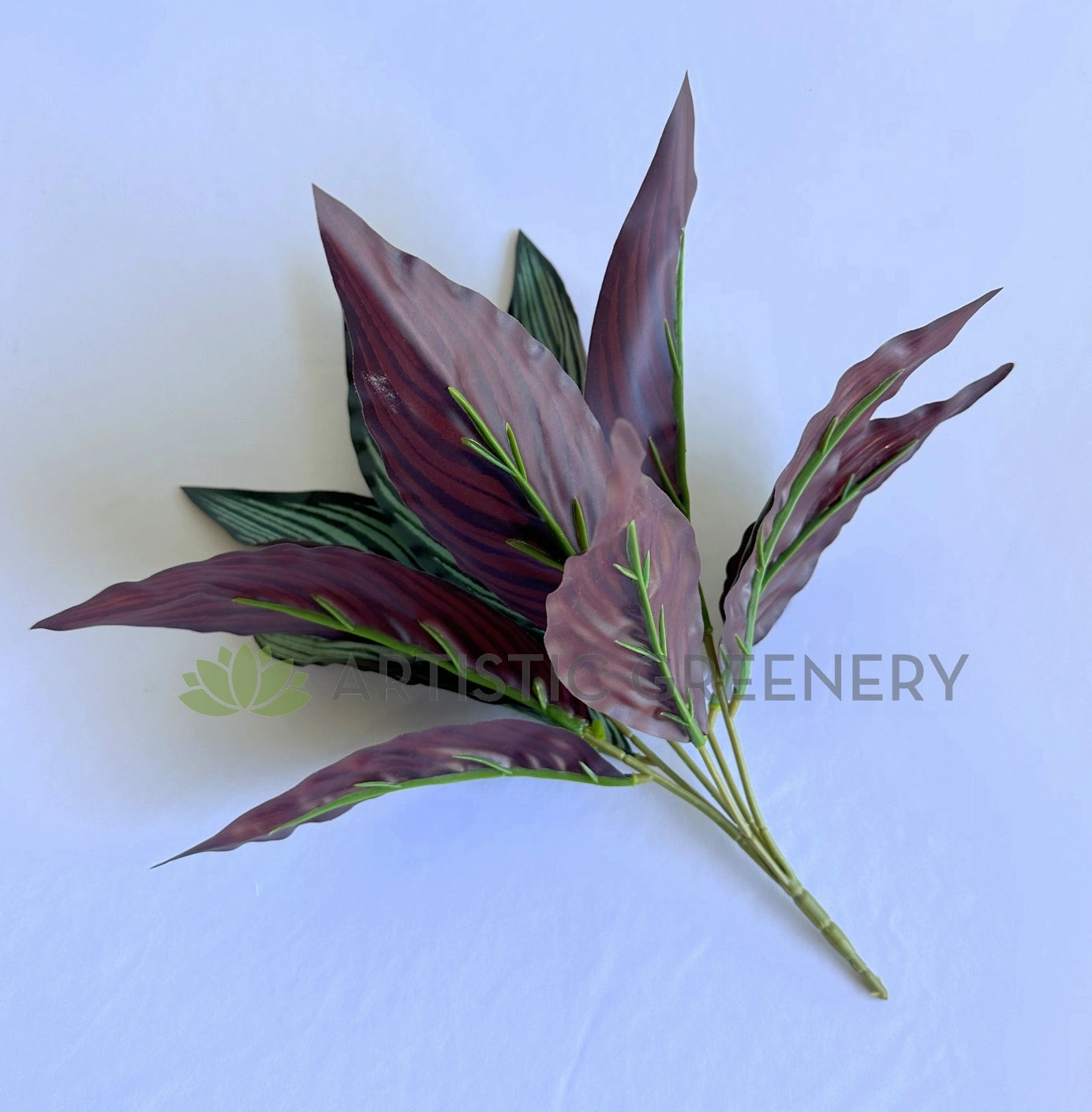 SP0472 Calathea Eleptic / Pin-stripe Calathea 30cm