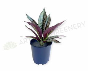 SP0472 Calathea Eleptic / Pin-stripe Calathea 30cm xl flower pot  