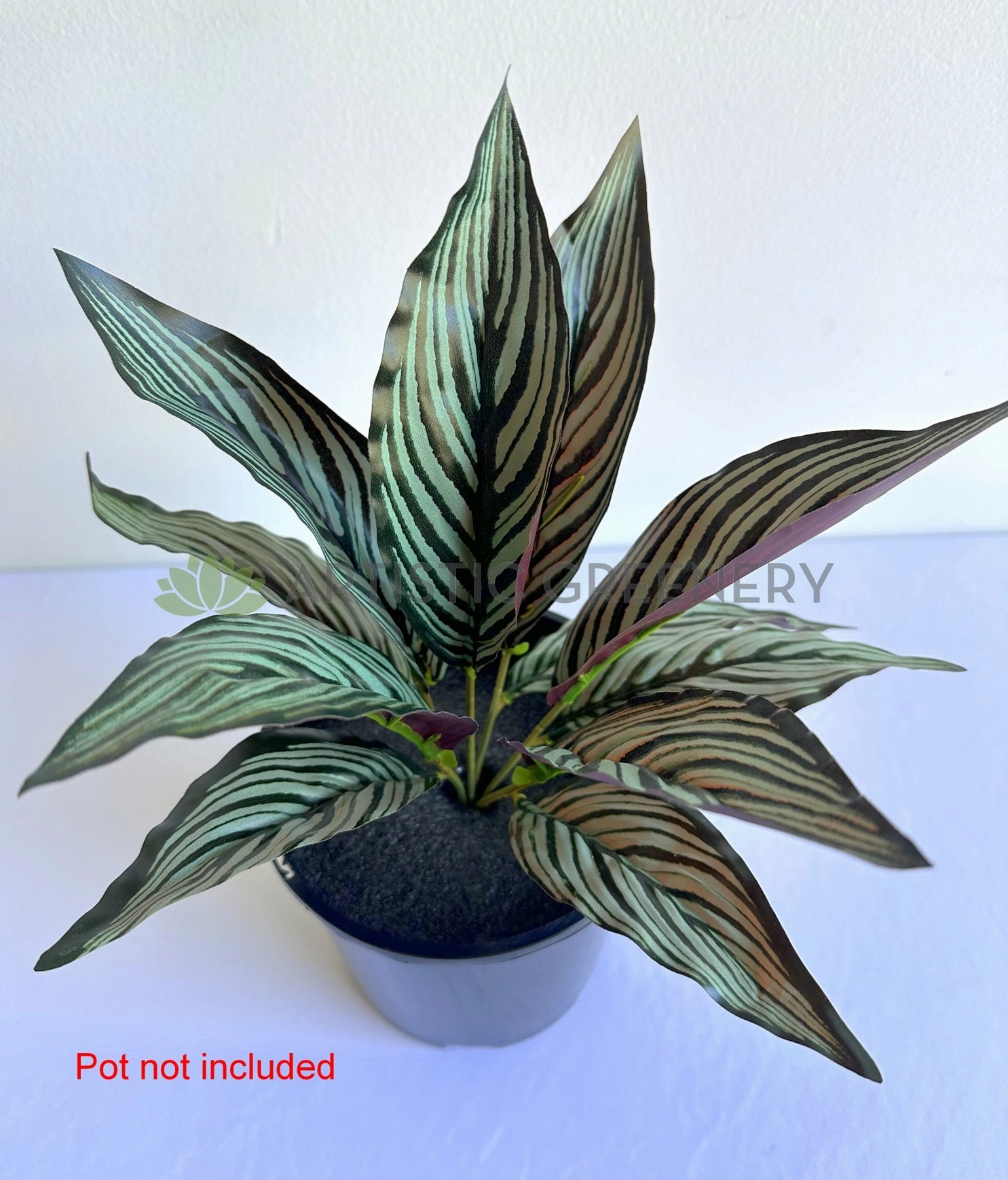 SP0472 Calathea Eleptic / Pin-stripe Calathea 30cm