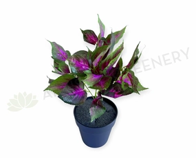SP0477 Coleus Bunch 34cm Purple xl flower pot  