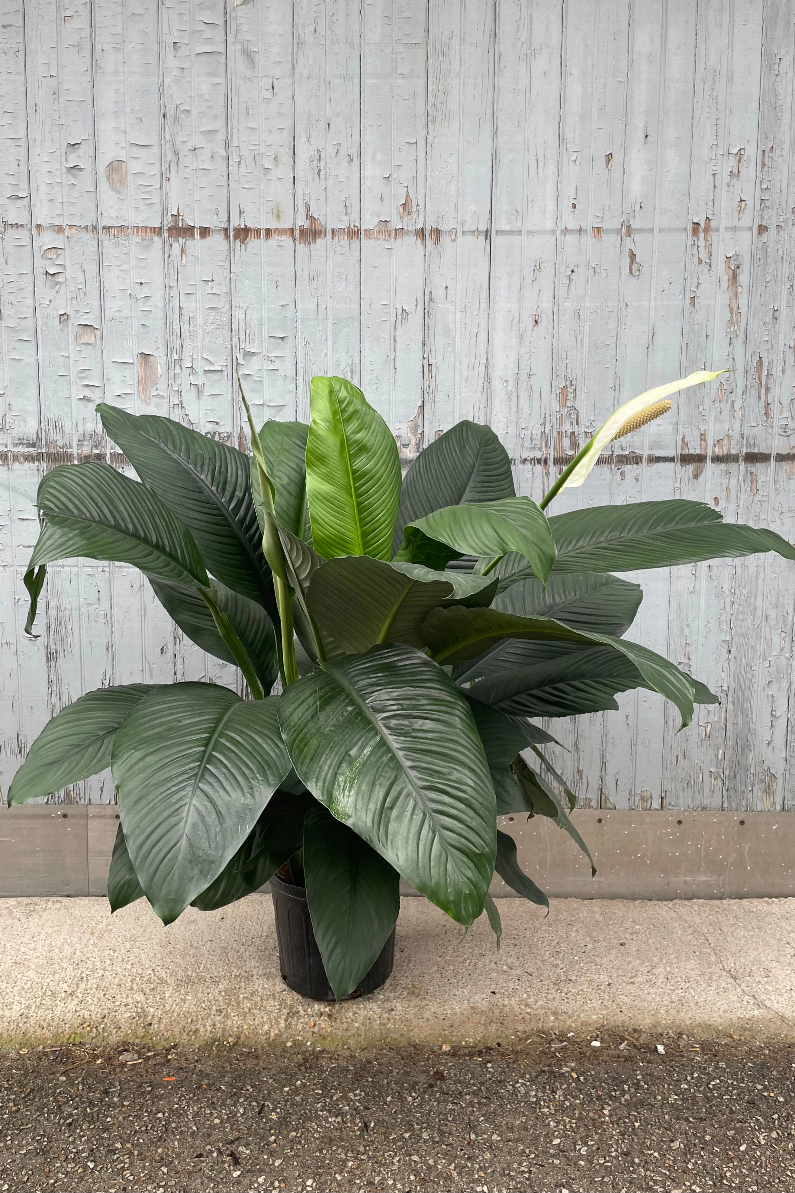 Spathiphyllum 'Sensation' 10"