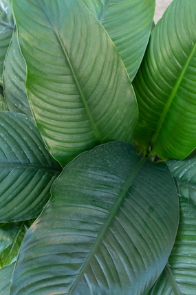 Spathiphyllum 'Sensation' 10" medium flower pot  