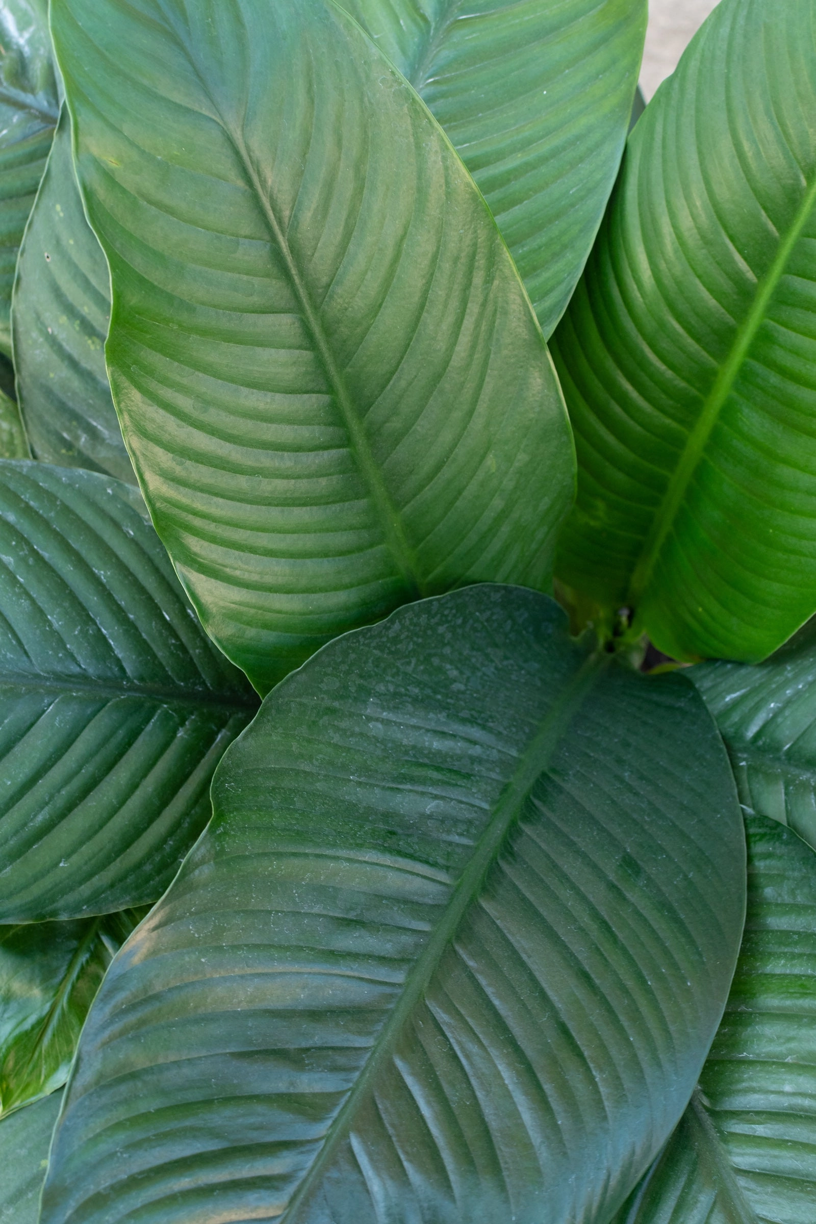 Spathiphyllum 'Sensation' 10" medium flower pot  
