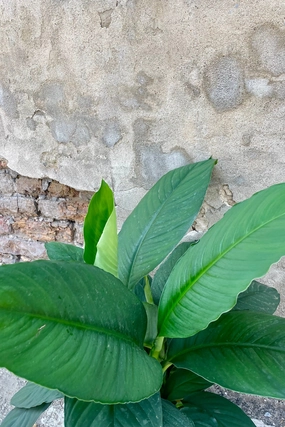 Spathiphyllum 'Sensation' 8" medium flower pot  