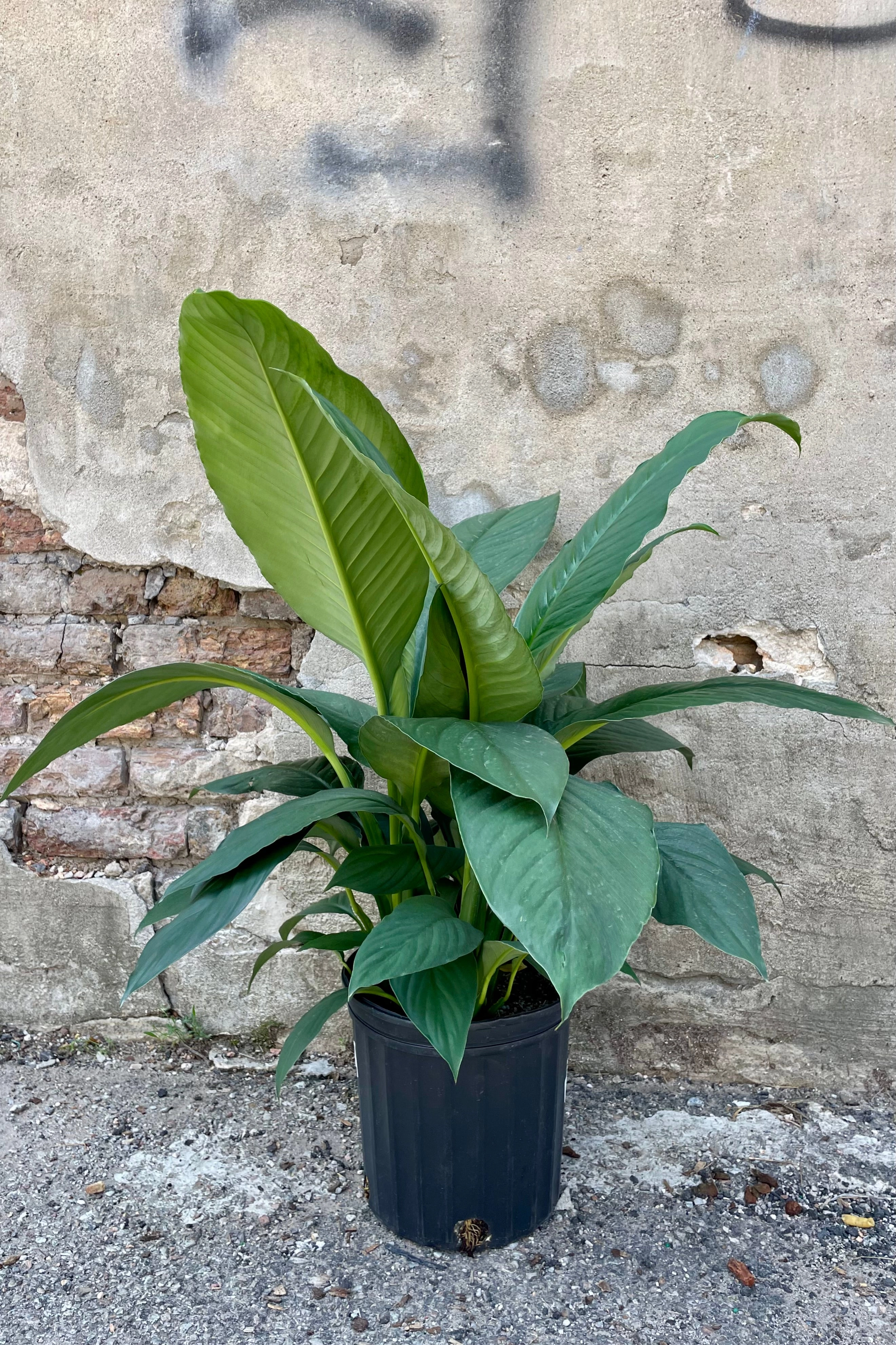Spathiphyllum 'Sensation' 8"