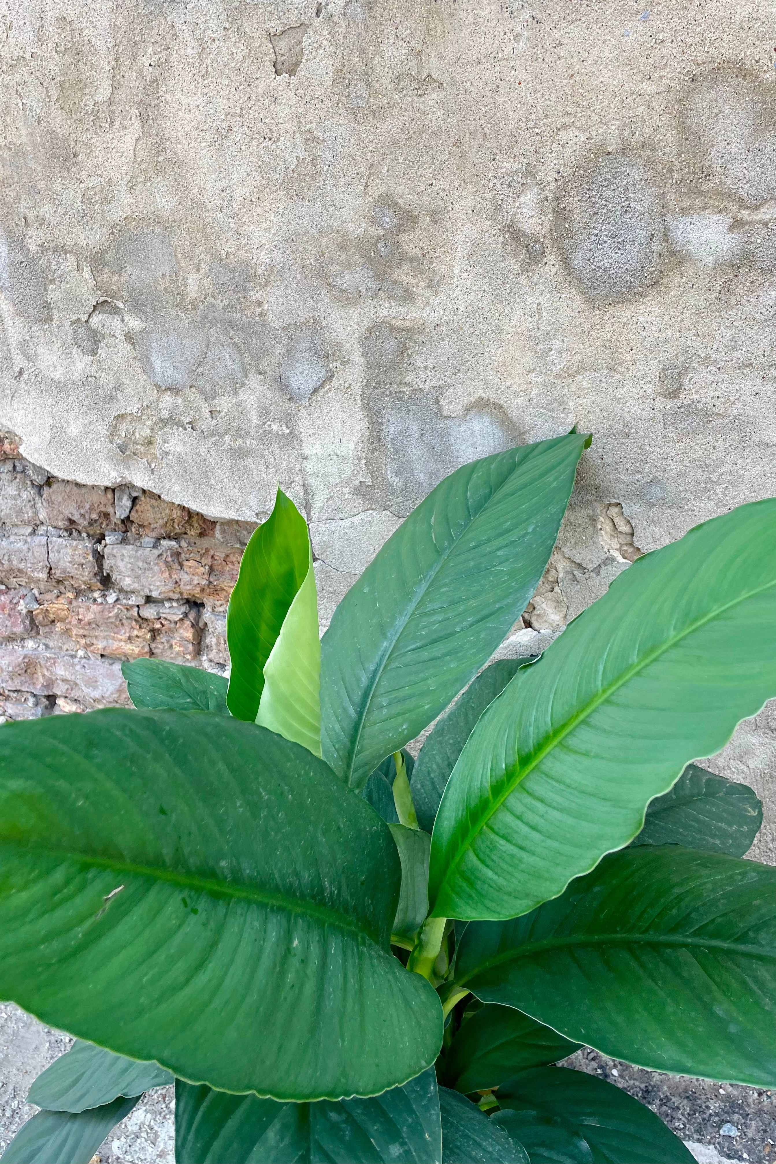 Spathiphyllum 'Sensation' 8" medium flower pot  