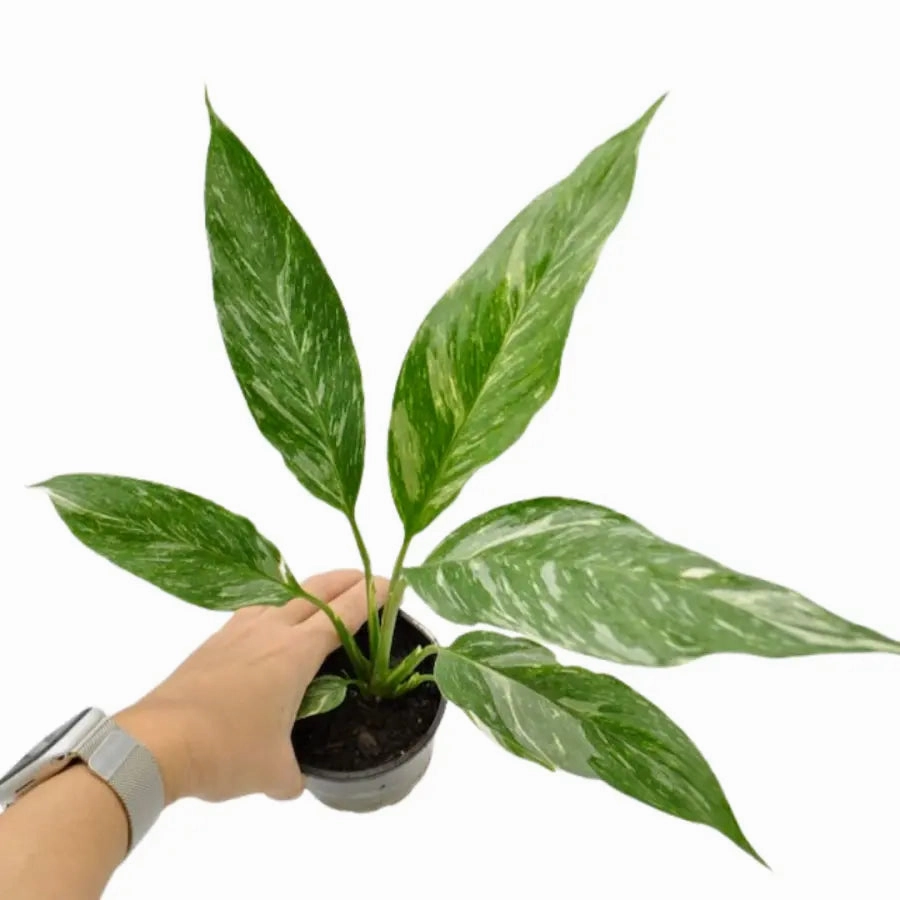 Spathiphyllum Jet Diamond