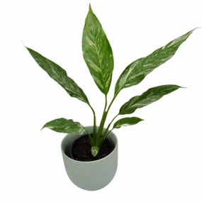 Spathiphyllum Jet Diamond large flower pot  