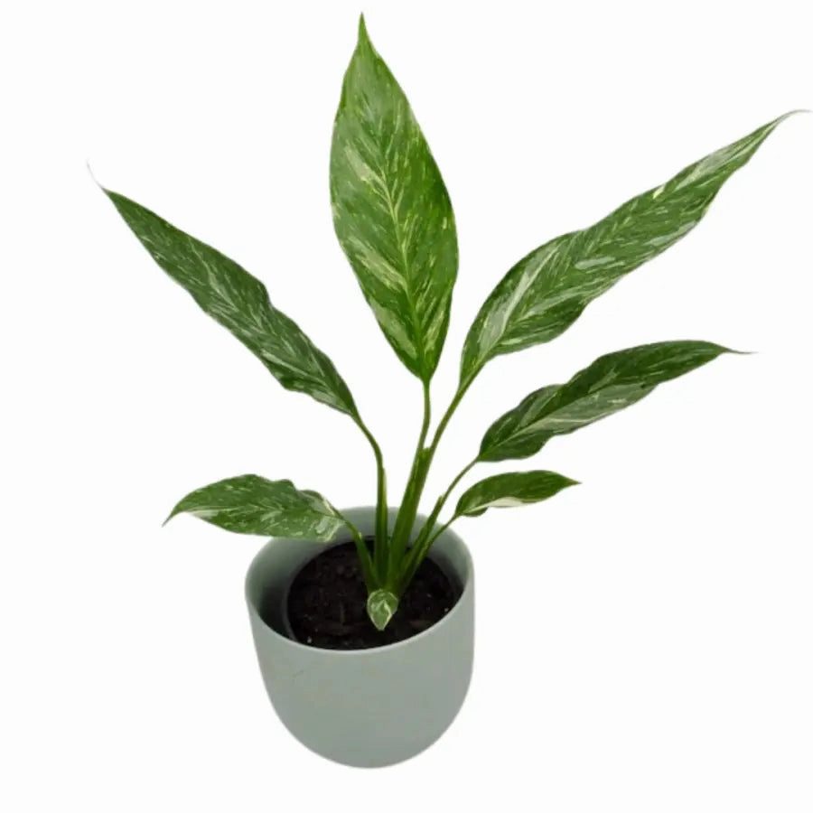 Spathiphyllum Jet Diamond large flower pot  