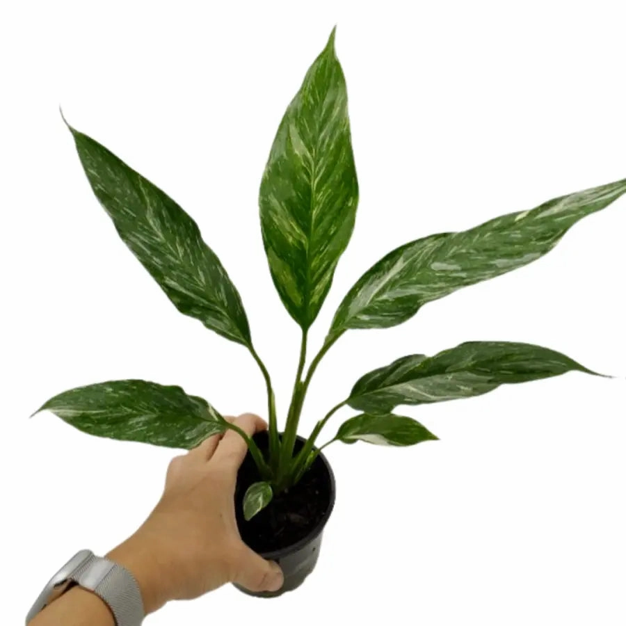 Spathiphyllum Jet Diamond