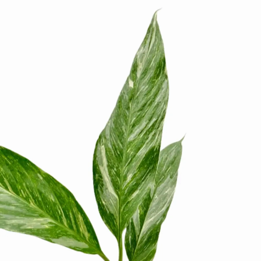Spathiphyllum Jet Diamond