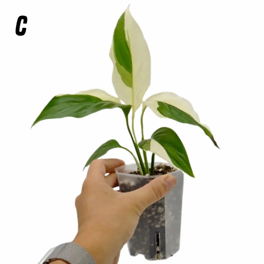 Spathiphyllum Picasso
