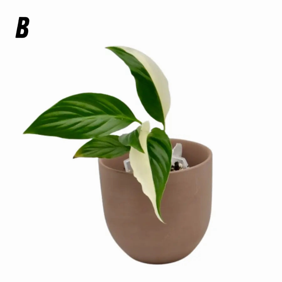 Spathiphyllum Picasso