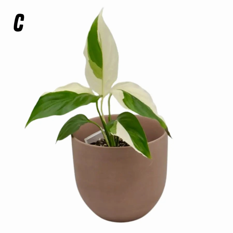Spathiphyllum Picasso