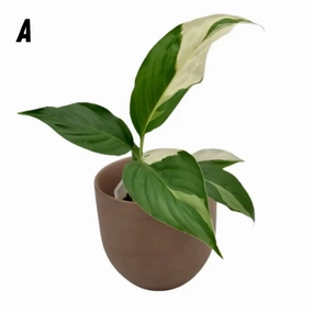 Spathiphyllum Picasso large flower pot  