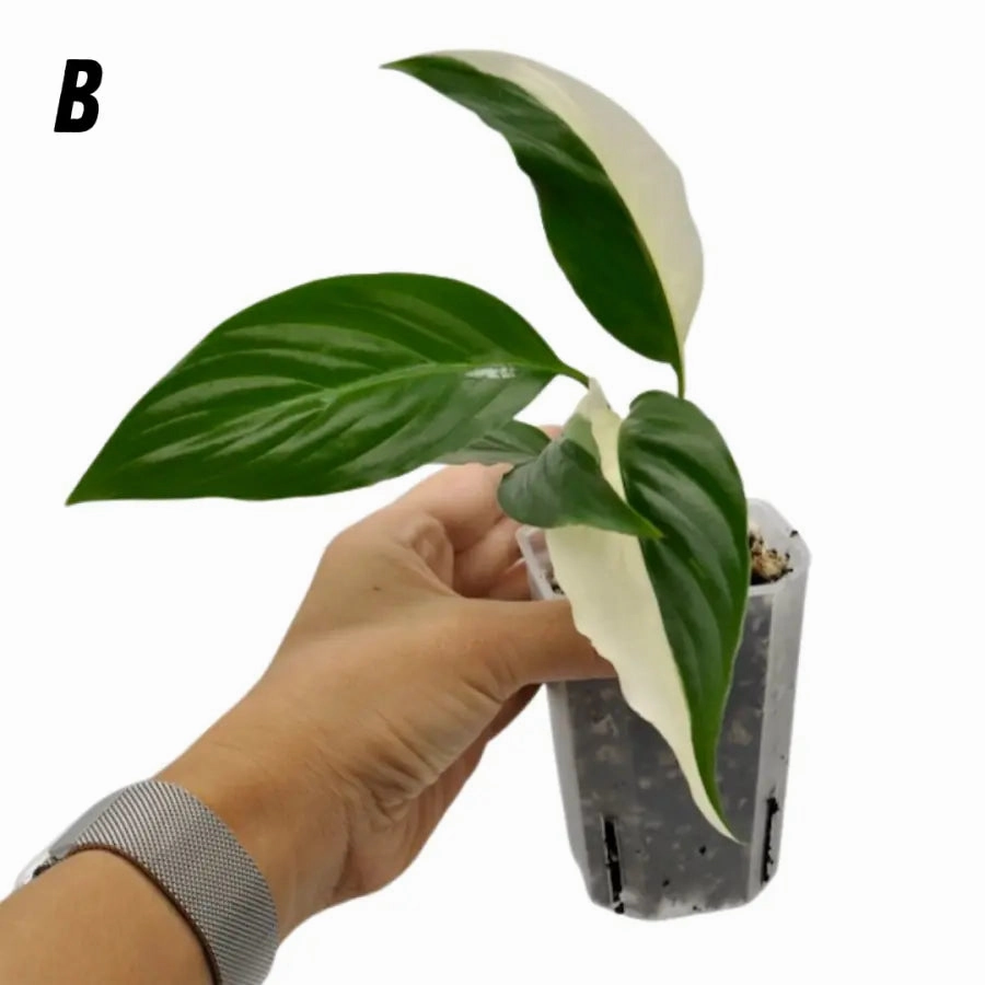 Spathiphyllum Picasso