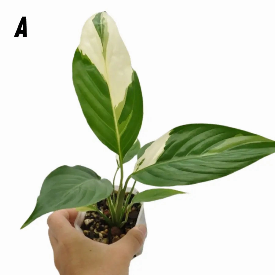 Spathiphyllum Picasso