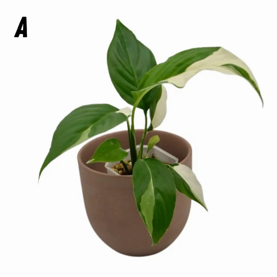 Spathiphyllum Picasso