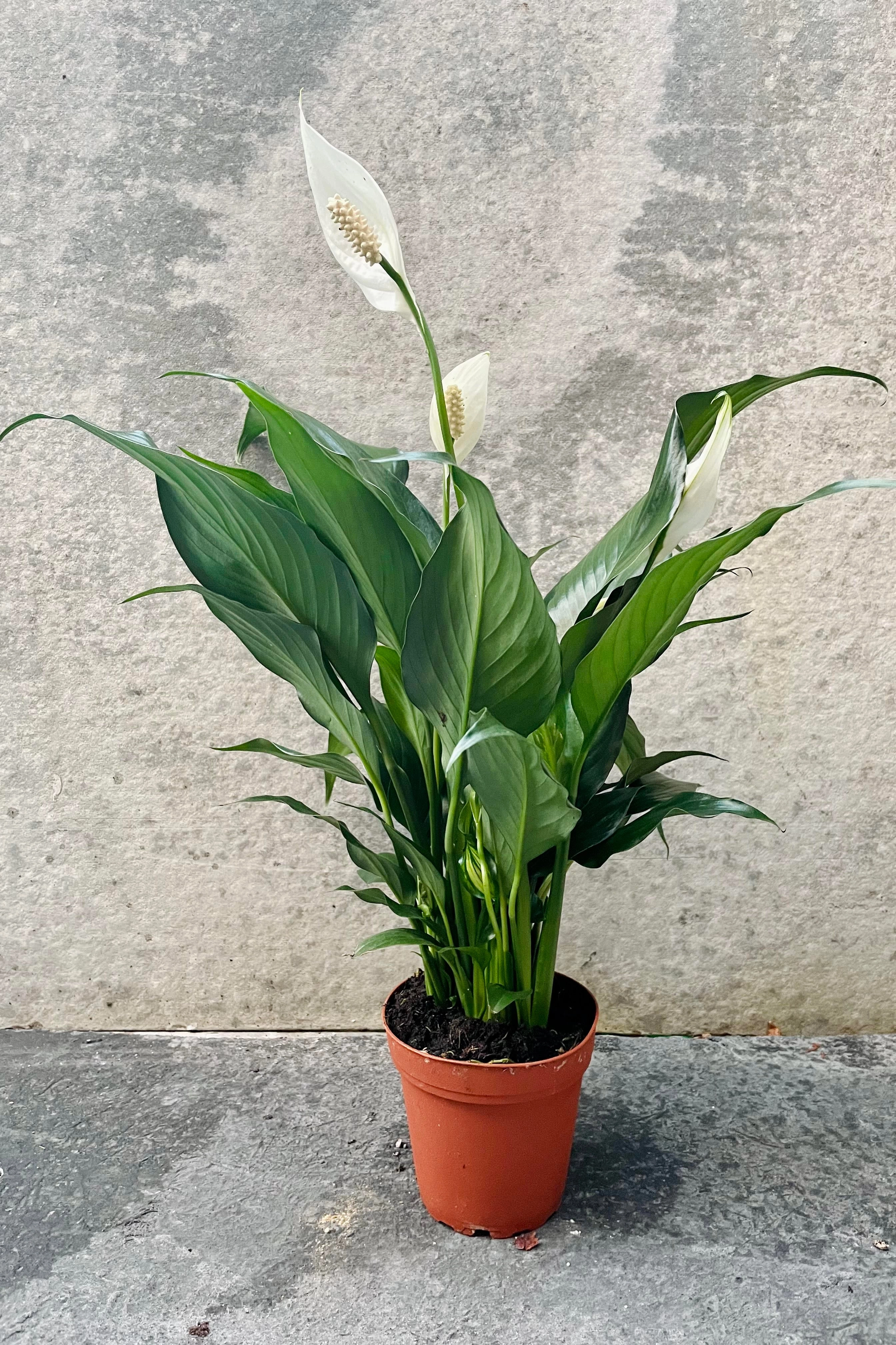 Spathiphyllum "Peace Lily" 4"