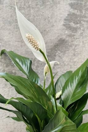 Spathiphyllum "Peace Lily" 4" medium flower pot  