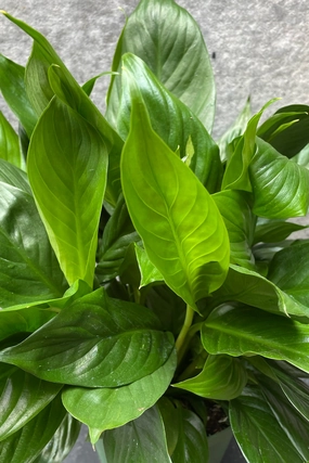 Spathiphyllum "Peace Lily" 6" medium flower pot  