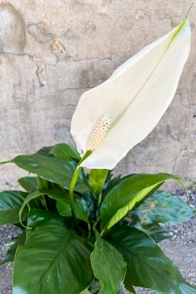 Spathiphyllum "Peace Lily" 8" medium flower pot  