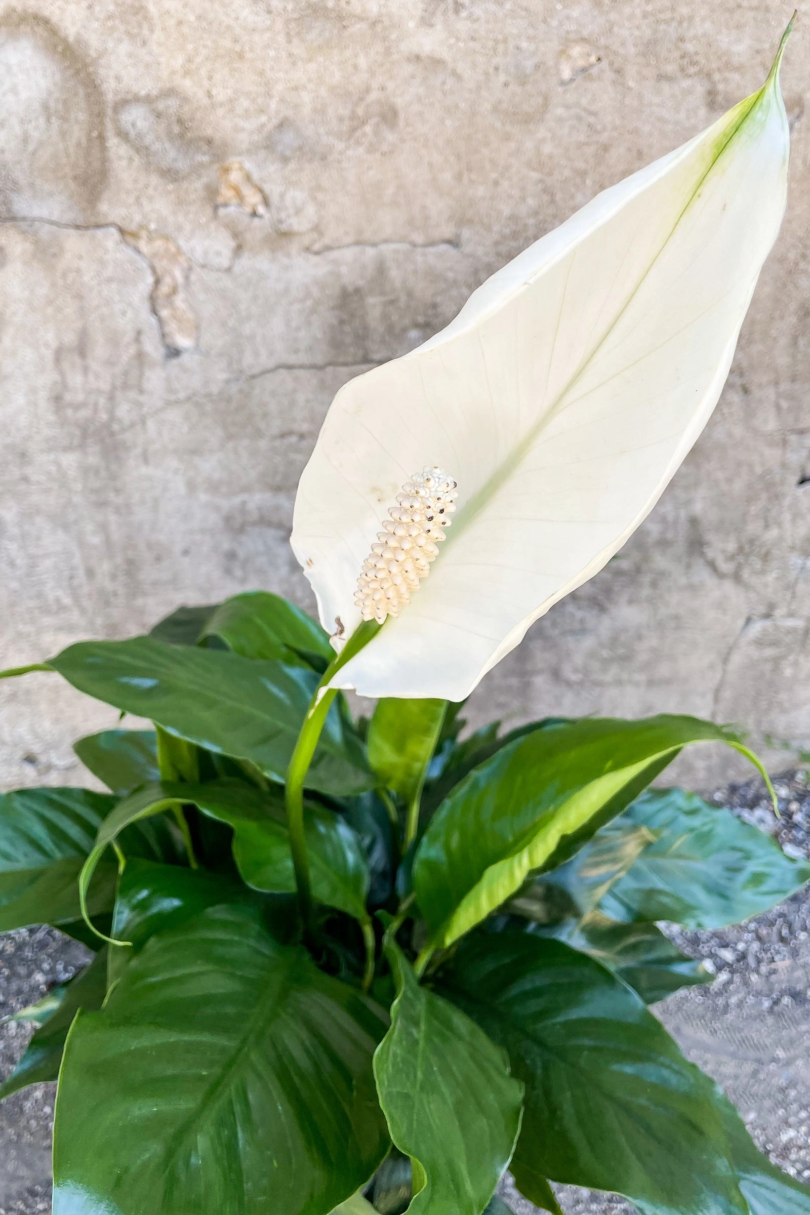 Spathiphyllum "Peace Lily" 8" medium flower pot  