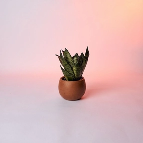 Spherical Shape Table Planter cactus succulent plant  
