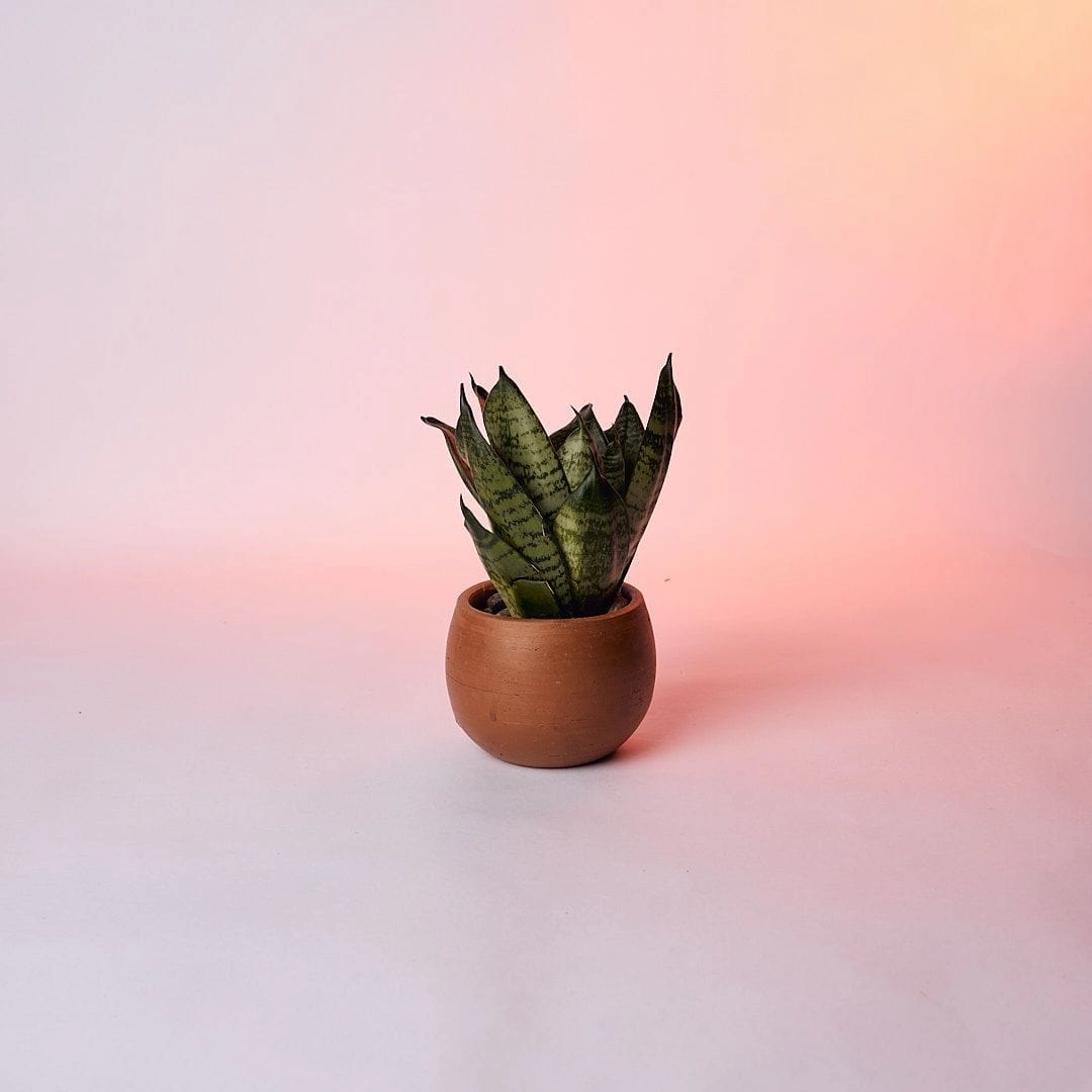 Spherical Shape Table Planter cactus succulent plant  