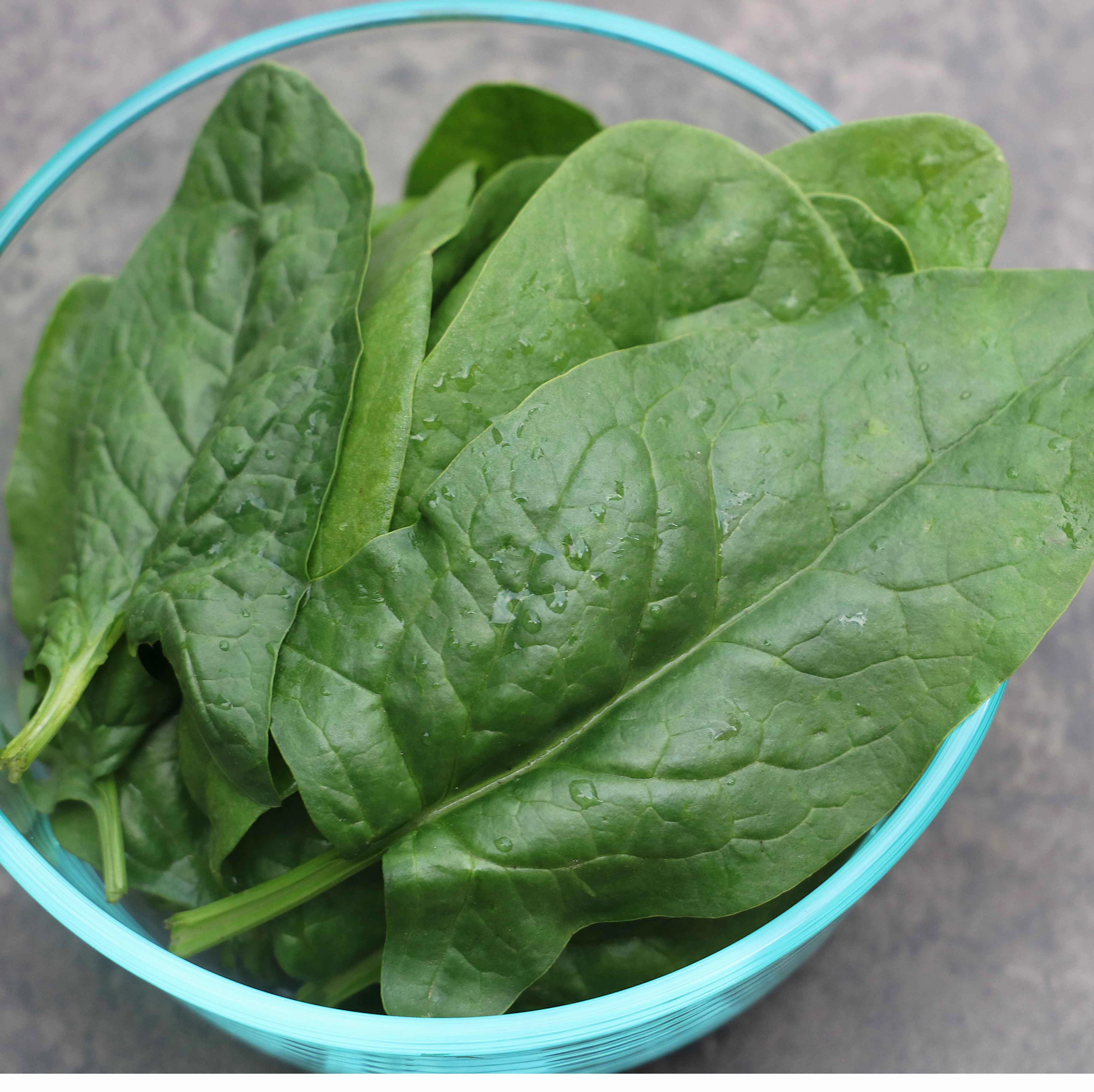 Spinach, Bloomsdale Organic Seeds floating plant shelf  
