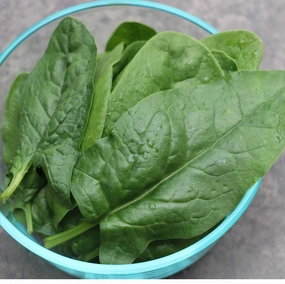 Spinach, Bloomsdale Organic Seeds floating plant shelf  