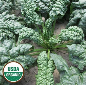 Spinach, Norfolk Organic Seeds floating plant shelf  