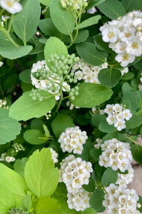 Spiraea betulifolia 'Tor' #2 decorative flowerpot  