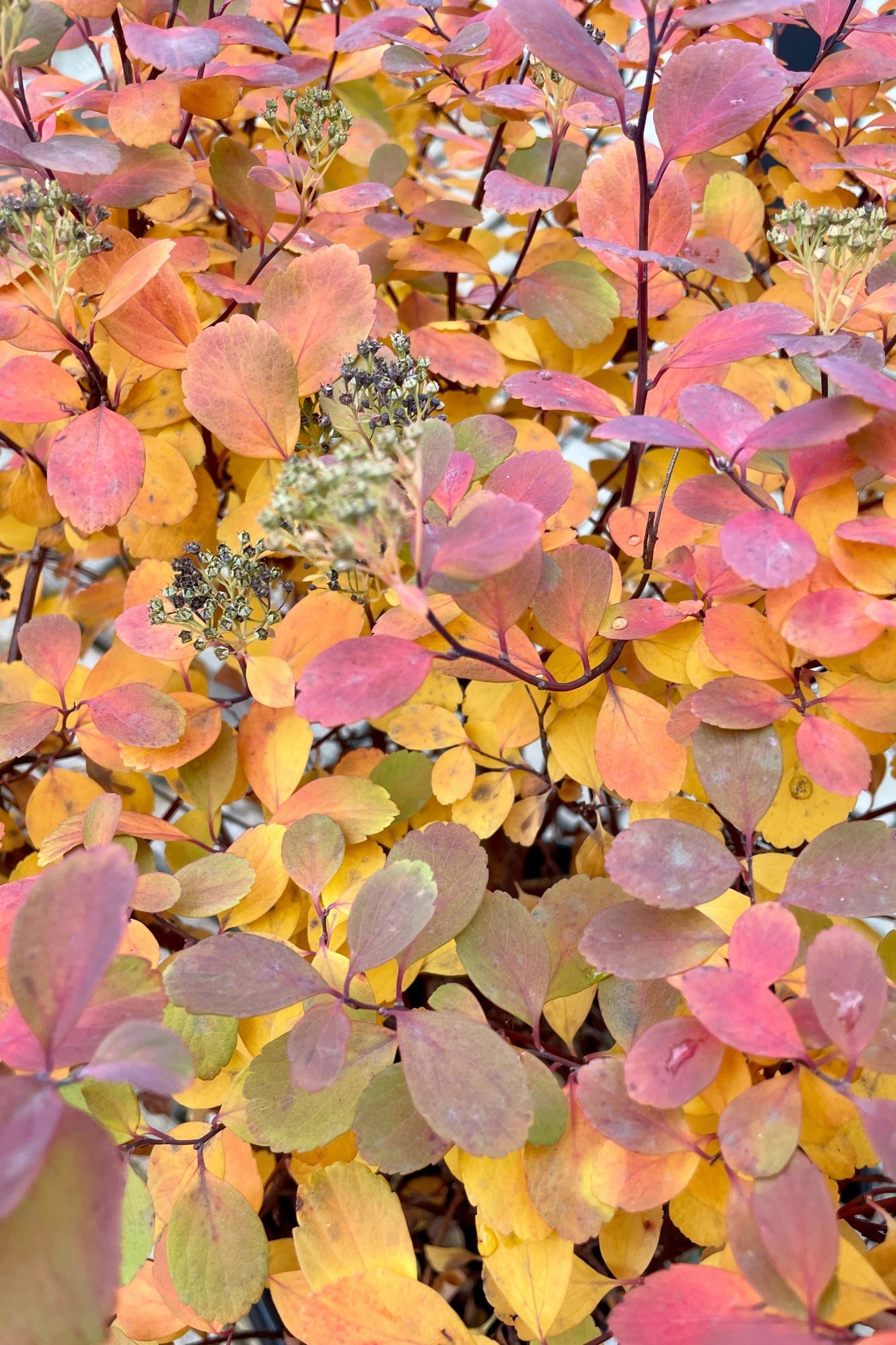 Spiraea betulifolia 'Tor' #2