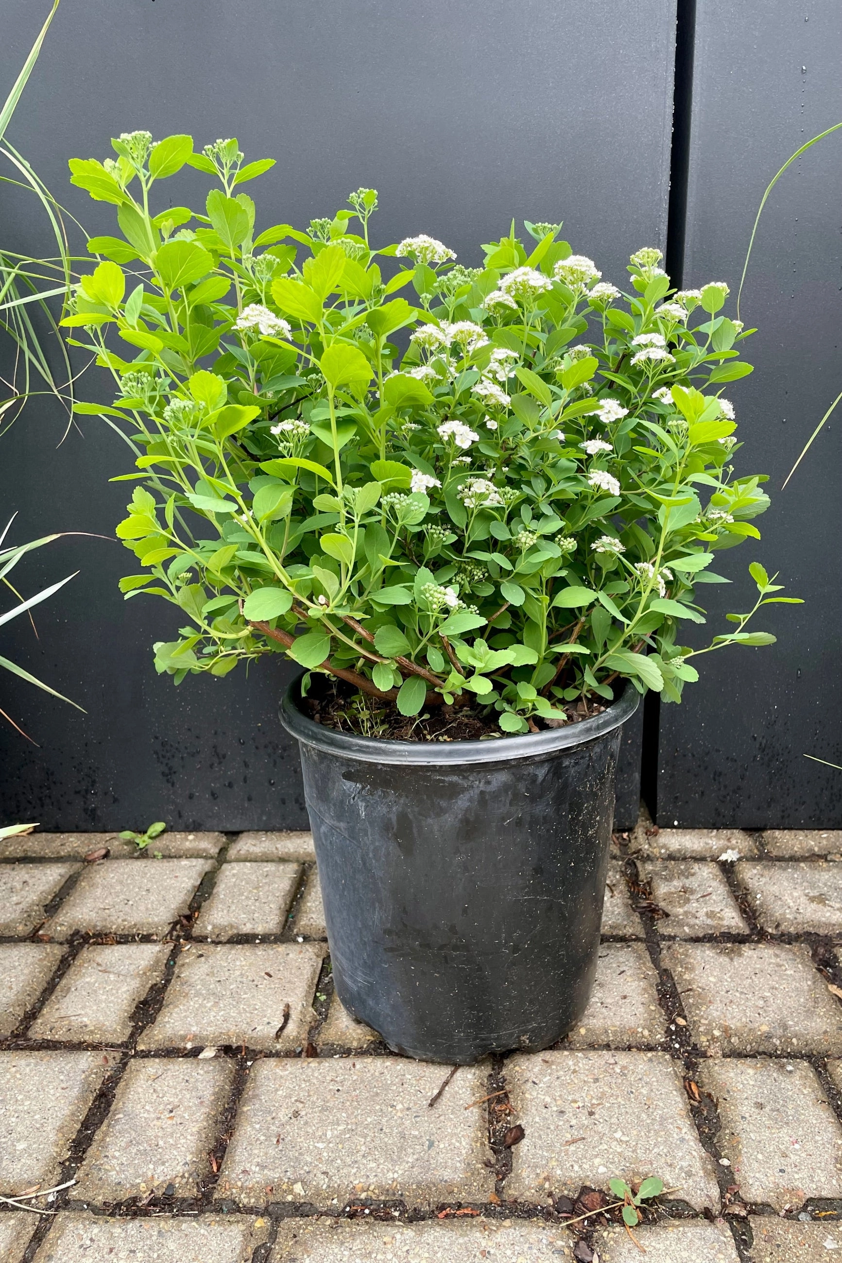 Spiraea betulifolia 'Tor' #2