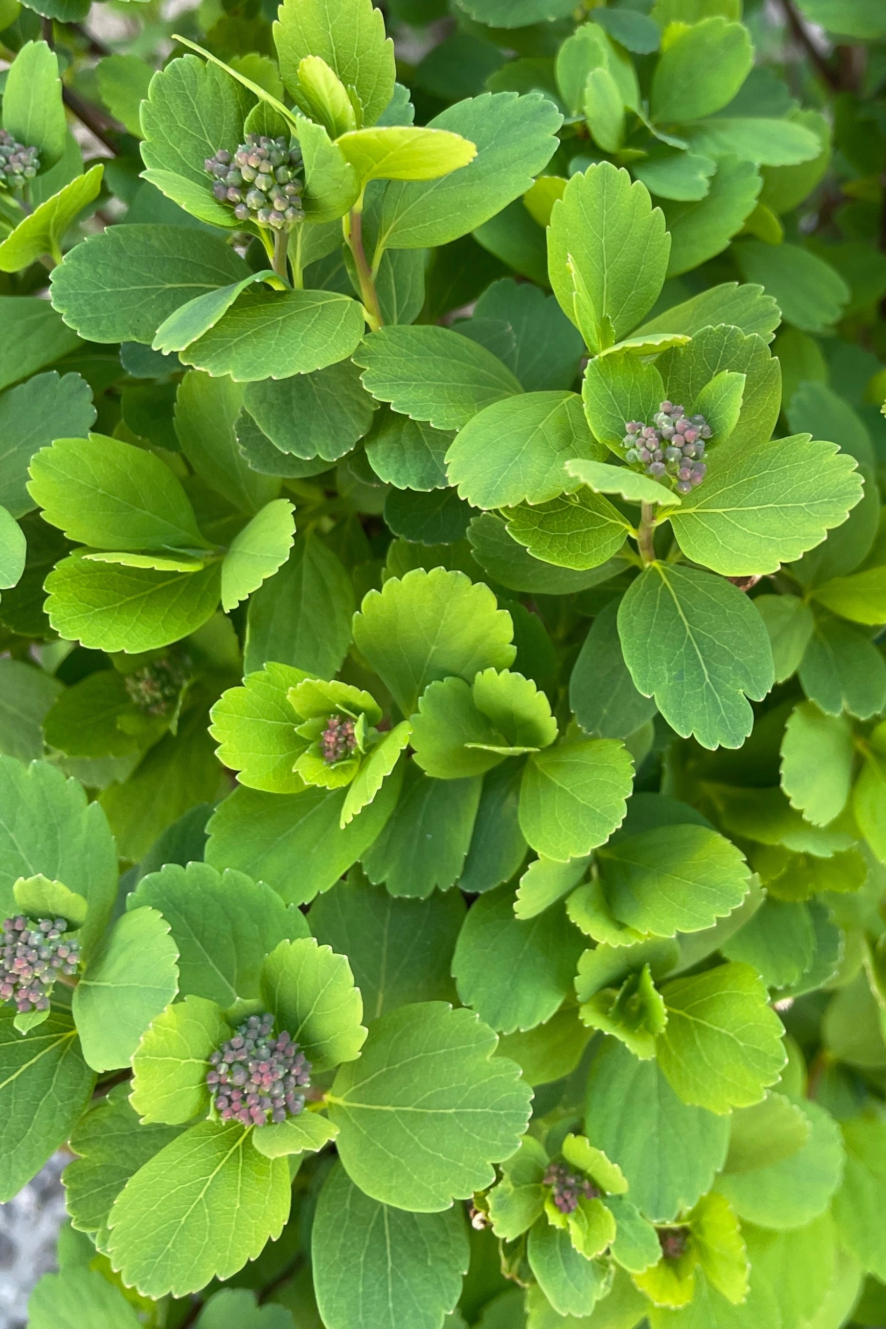 Spiraea betulifolia 'Tor' #2