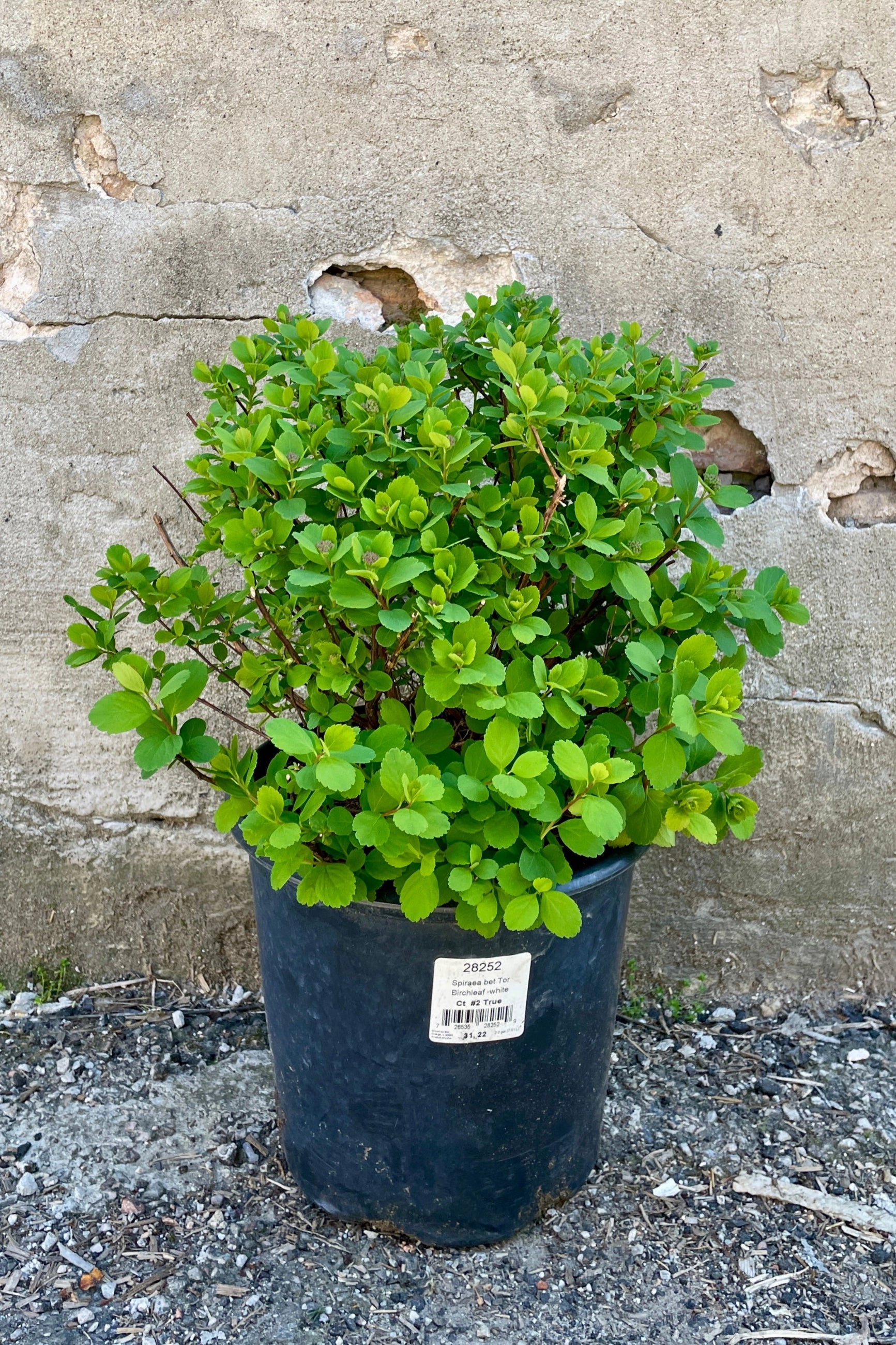 Spiraea betulifolia 'Tor' #2