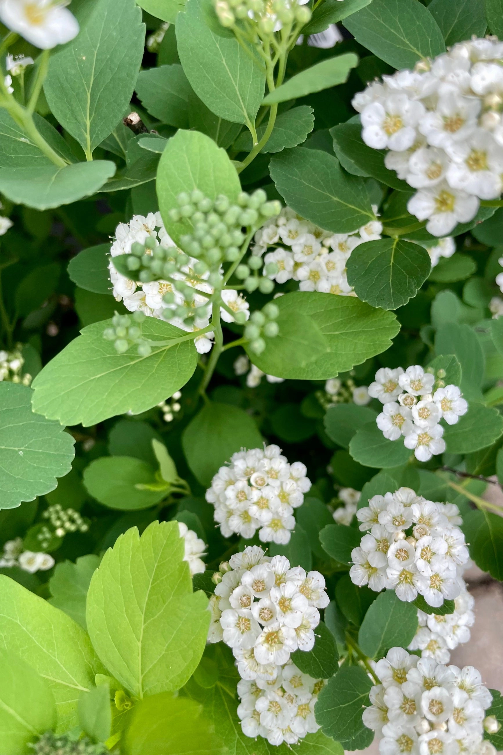 Spiraea betulifolia 'Tor' #2 decorative flowerpot  