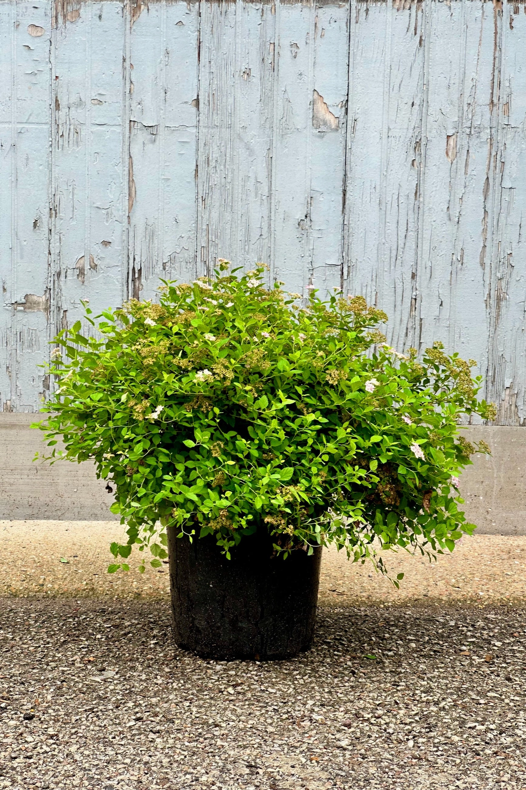 Spiraea j. 'Little Princess' #2