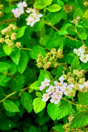 Spiraea j. 'Little Princess' #2 decorative flowerpot  