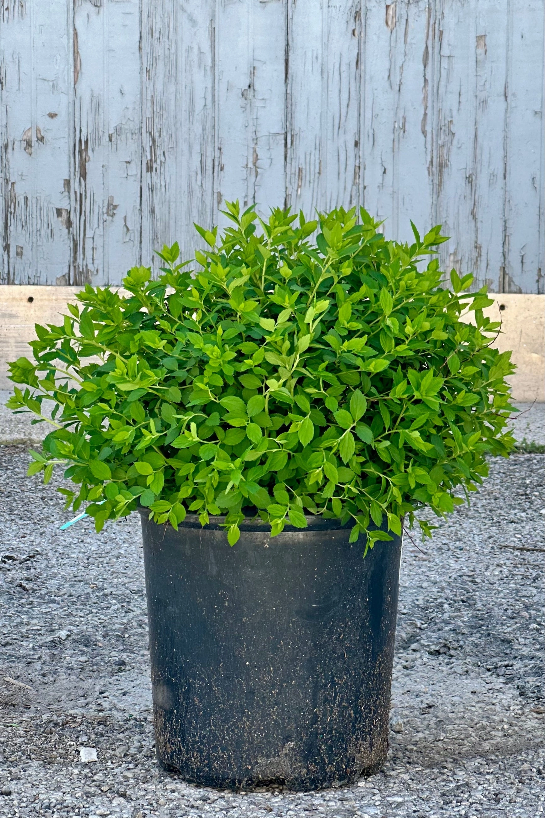 Spiraea j. 'Little Princess' #2