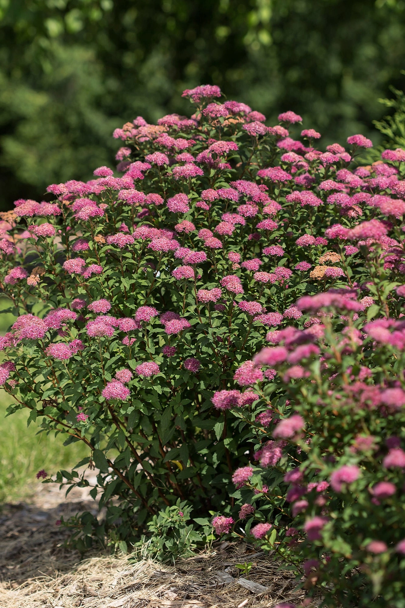 Spiraea X Bum. 'Superstar' #2