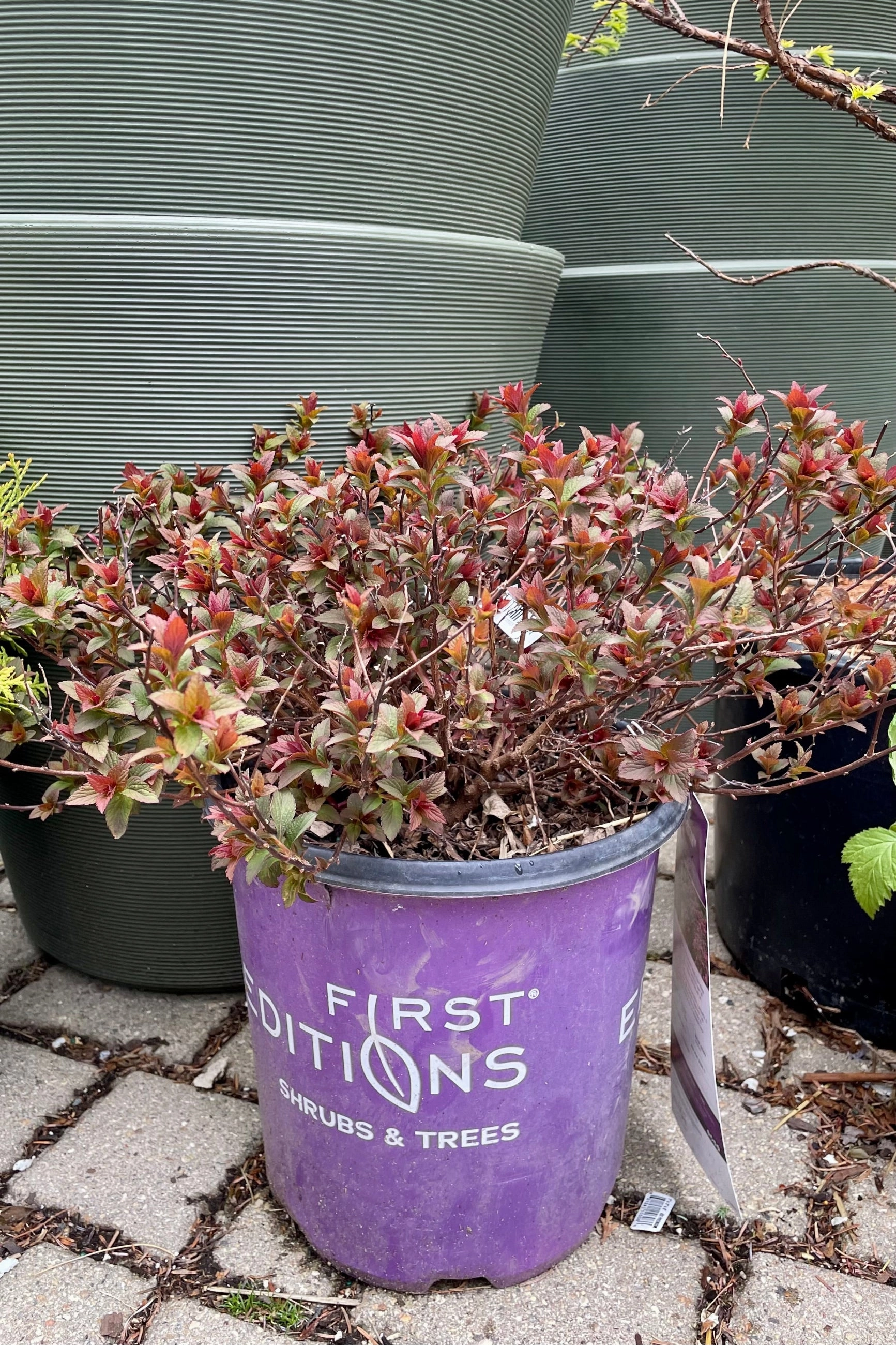 Spiraea X Bum. 'Superstar' #2