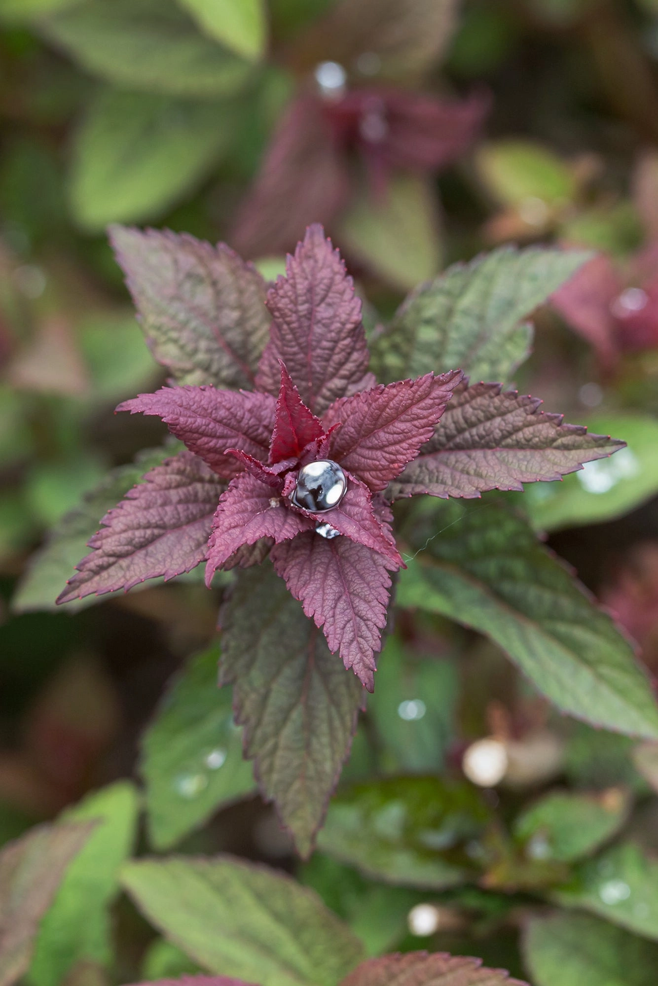 Spiraea X Bum. 'Superstar' #2