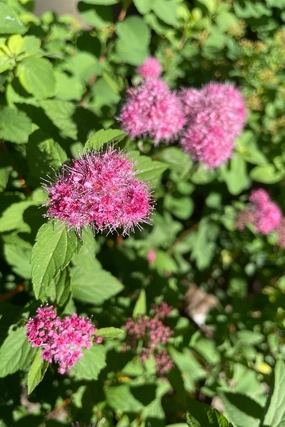 Spiraea X Bum. 'Superstar' #2 decorative flowerpot  