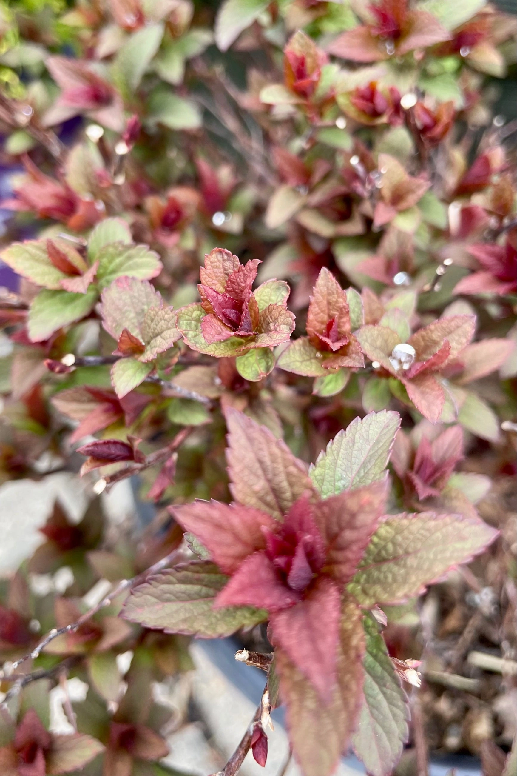Spiraea X Bum. 'Superstar' #2