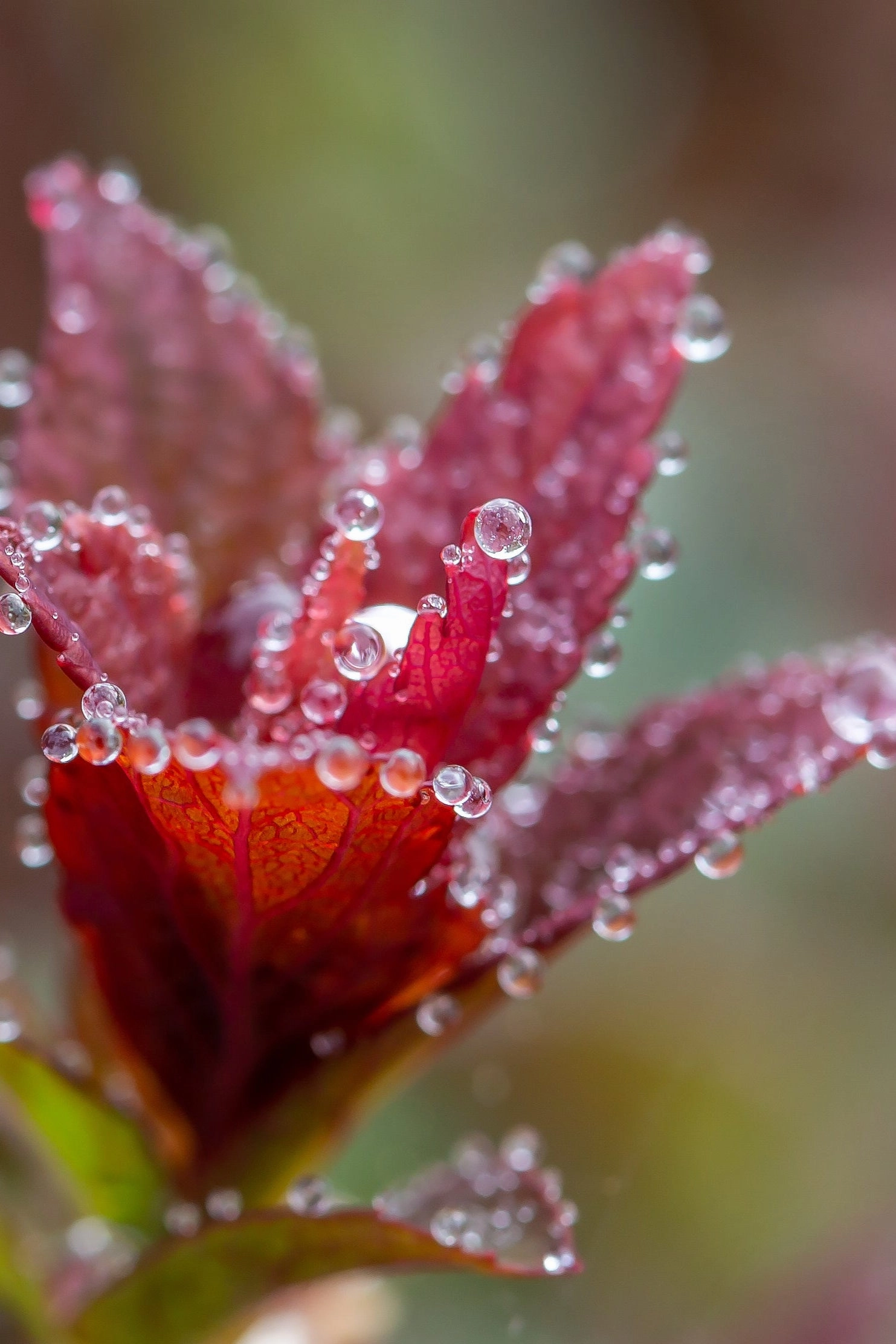 Spiraea X Bum. 'Superstar' #2