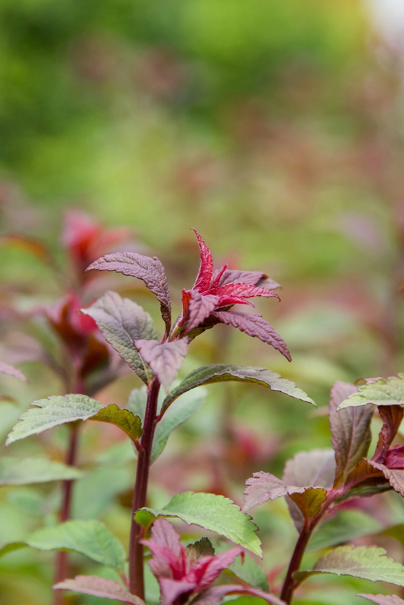 Spiraea X Bum. 'Superstar' #2